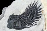 Spiny Delocare (Saharops) Trilobite - Excellent Shell Quality #108259-3